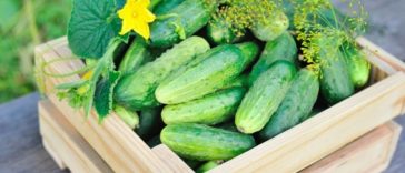 Щороку підживлюю огірки лушпинням цибулі — листя зеленіє, а врожайність вражає!