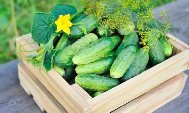 Щороку підживлюю огірки лушпинням цибулі — листя зеленіє, а врожайність вражає!