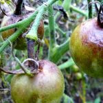 Кефір — простий і дієвий захист томатів від фітофтори. Варто спробувати!