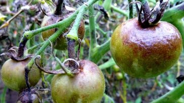 Кефір — простий і дієвий захист томатів від фітофтори. Варто спробувати!