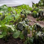 При якій температурі замерзає картопля в землі: агрономи назвали критичні показники