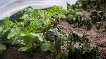 При якій температурі замерзає картопля в землі: агрономи назвали критичні показники