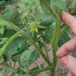 Коли обривати пасинки на помідорах: поради, які збережуть урожай до осені