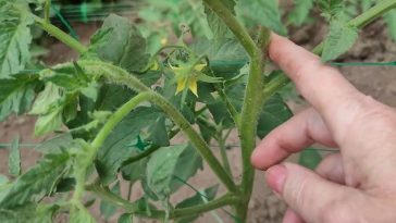 Коли обривати пасинки на помідорах: поради, які збережуть урожай до осені