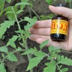 Йод, молоко та борна кислота: як досвідчені городники підживлюють помідори без хімії