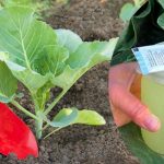 Що додати в лунку при посадці капусти, аби вона виросла великою та пружною