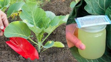 Що додати в лунку при посадці капусти, аби вона виросла великою та пружною