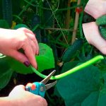 Не було врожаю огірків роками, а потім я просто обірвала 3 листки… і тепер збираю по 2 відра через день!