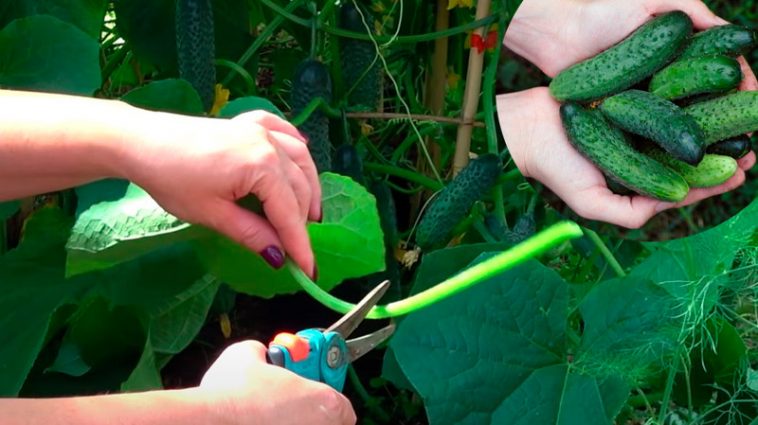 Не було врожаю огірків роками, а потім я просто обірвала 3 листки… і тепер збираю по 2 відра через день!