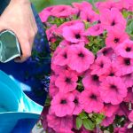 Унікальне підживлення для пишного цвітіння петуній, герані та інших квітів до самої осені