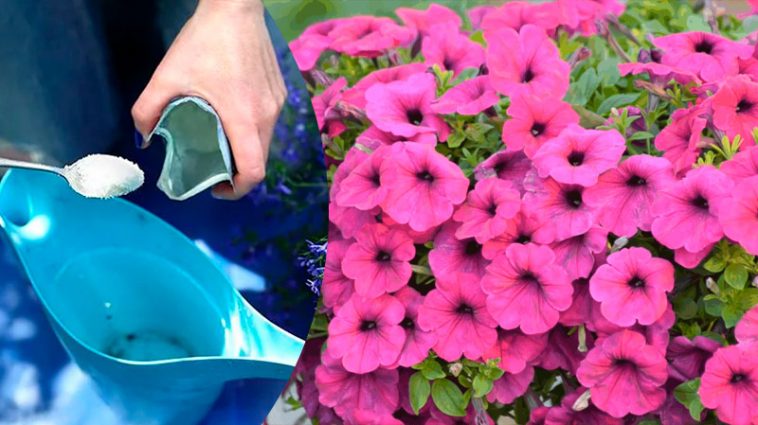 Унікальне підживлення для пишного цвітіння петуній, герані та інших квітів до самої осені