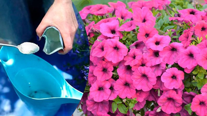 Унікальне підживлення для пишного цвітіння петуній, герані та інших квітів до самої осені