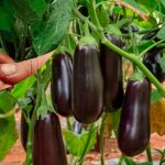 Спробуйте цей літній прийом – і баклажани щедро віддячать урожаєм!