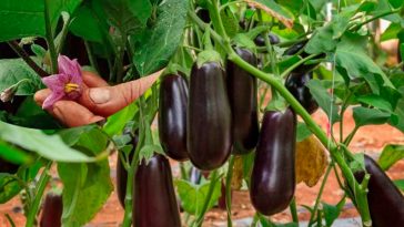 Спробуйте цей літній прийом – і баклажани щедро віддячать урожаєм!