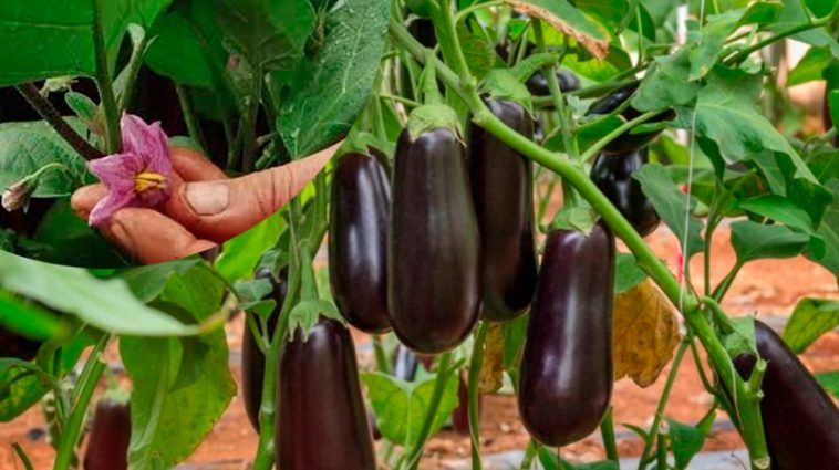 Спробуйте цей літній прийом – і баклажани щедро віддячать урожаєм!