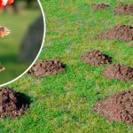 Як прогнати кротів з городу: перевірені способи, які дійсно працюють