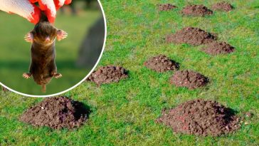 Як прогнати кротів з городу: перевірені способи, які дійсно працюють