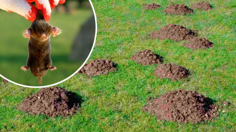 Як прогнати кротів з городу: перевірені способи, які дійсно працюють