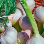 Посипте часникову грядку цим порошком – і головки будуть як на підбір!