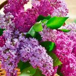 Чи знали ви, що бузок дехто вважає “квітами смерті”? Священник пояснює, чи варто цьому вірити