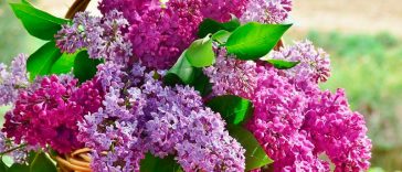 Чи знали ви, що бузок дехто вважає “квітами смерті”? Священник пояснює, чи варто цьому вірити