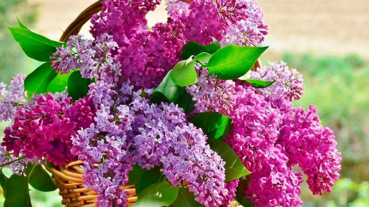 Чи знали ви, що бузок дехто вважає “квітами смерті”? Священник пояснює, чи варто цьому вірити