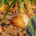 Що робити, коли у цибулі жовтіють кінчики пера: сигнал про брак важливого елементу