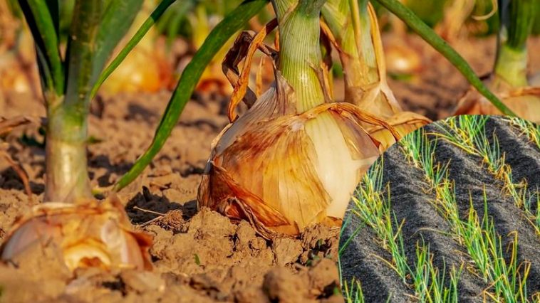 Що робити, коли у цибулі жовтіють кінчики пера: сигнал про брак важливого елементу