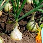 Біле підживлення для цибулі — на будь-якому етапі росту!