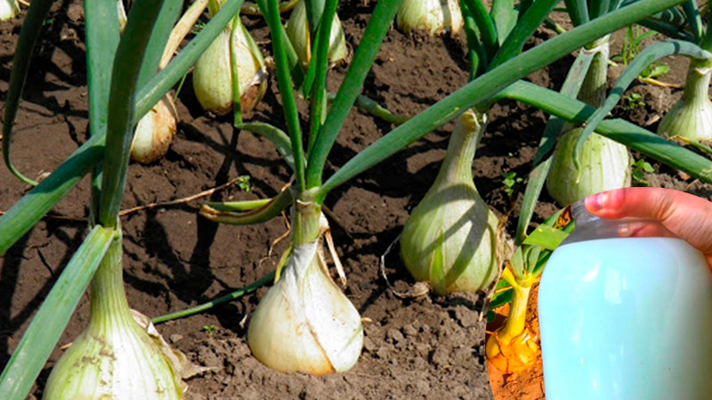 Біле підживлення для цибулі — на будь-якому етапі росту!