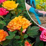 П'ять ефективних добрив для троянд у травні — щоб квітували безперервно все літо