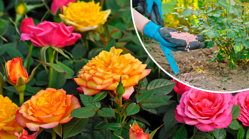 П'ять ефективних добрив для троянд у травні — щоб квітували безперервно все літо