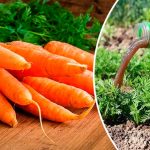 Морква росте, наче на дріжджах! Перше весняне підживлення для солодкого і великого врожаю