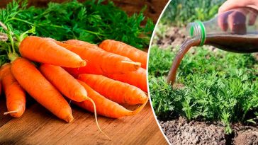 Морква росте, наче на дріжджах! Перше весняне підживлення для солодкого і великого врожаю
