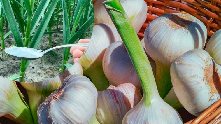 Посипте часникову грядку цим порошком – і головки будуть як на підбір!