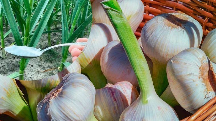 Посипте часникову грядку цим порошком – і головки будуть як на підбір!