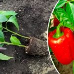 Найкращий спосіб! Чому варто садити перець по два в одну лунку