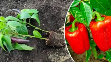 Найкращий спосіб! Чому варто садити перець по два в одну лунку