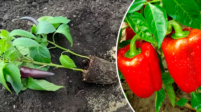 Найкращий спосіб! Чому варто садити перець по два в одну лунку