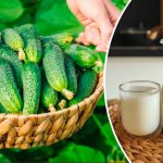 Підгодуйте огірки молоком – і не знатимете, куди дівати врожай!