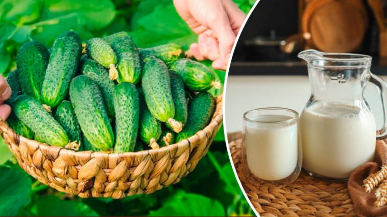 Підгодуйте огірки молоком – і не знатимете, куди дівати врожай!