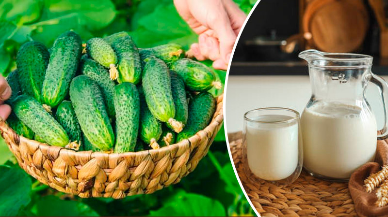 Підгодуйте огірки молоком – і не знатимете, куди дівати врожай!
