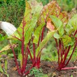 🌱 Перше підживлення буряка: що додати, аби виріс великий і солодкий