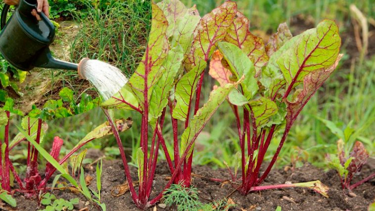 🌱 Перше підживлення буряка: що додати, аби виріс великий і солодкий