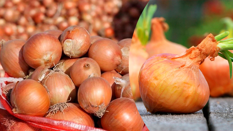 Що робити, якщо цибуля почала псуватись під час зберігання: корисні поради для господинь