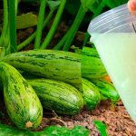 Підживіть кабачки цим засобом — урожай буде щедрим, що й поділитись буде чим!