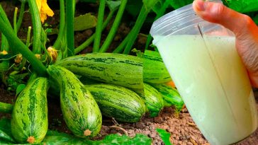 Підживіть кабачки цим засобом — урожай буде щедрим, що й поділитись буде чим!