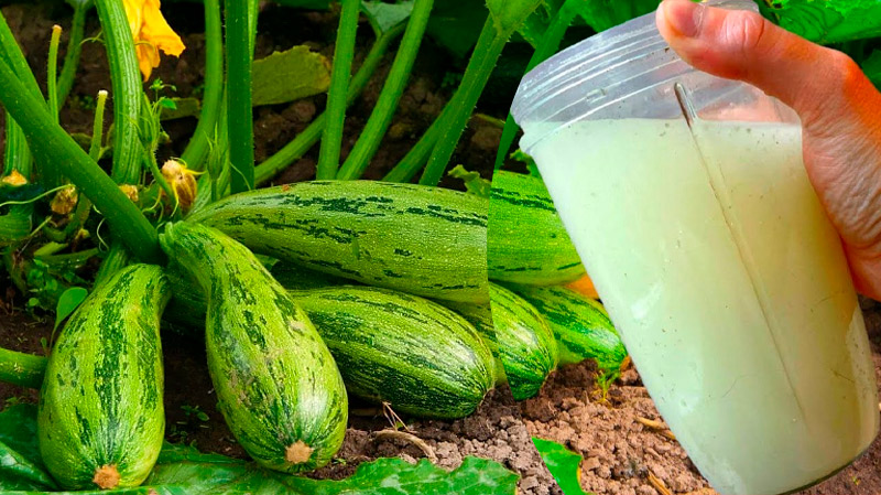 Підживіть кабачки цим засобом — урожай буде щедрим, що й поділитись буде чим!
