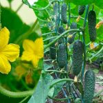 Огірочок на огірочку: як позбутися від пустоцвітів і зберегти зав’язі