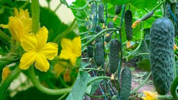 Огірочок на огірочку: як позбутися від пустоцвітів і зберегти зав’язі